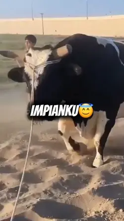 Impianku sapi hitam 