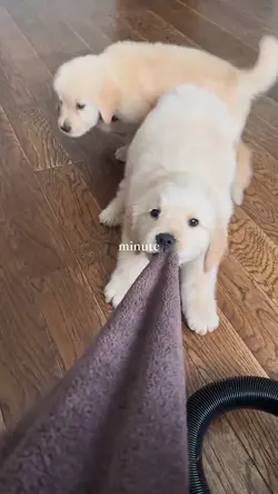 Dog lover