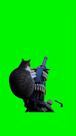 cat shooting