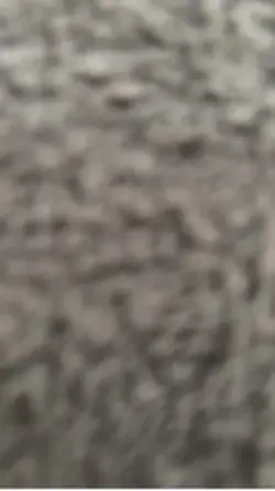 Pet fofo 
