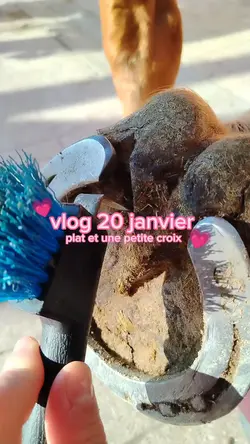 vlog poney