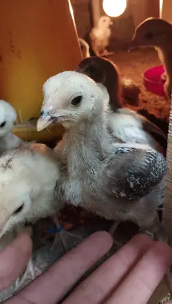 STORY HOBI AYAM SLOW