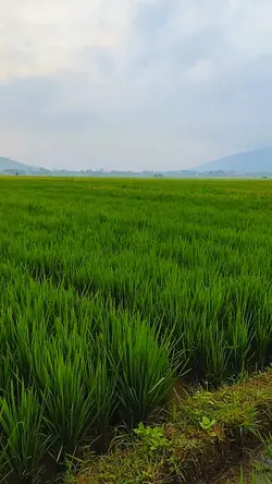 Jalan pagi