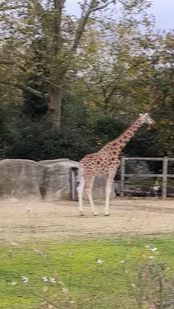 girafe 