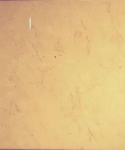 tik Tok stars