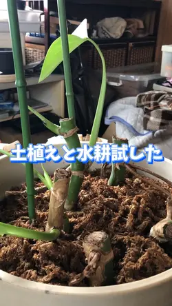 植え替え