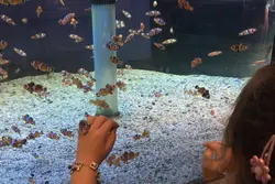 Yeh