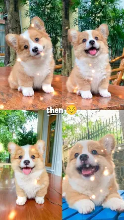 Animal Then and Now