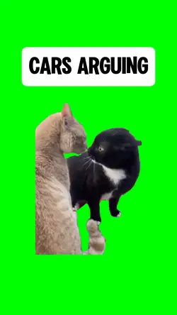 CATS ARGUING