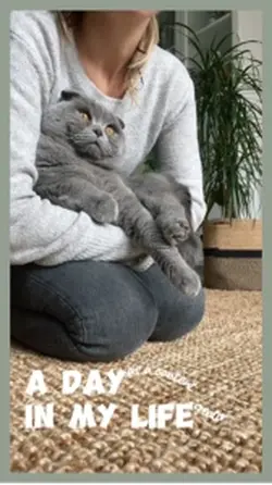 Baby cat