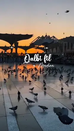 qolbi fil madina 