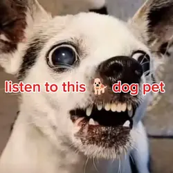 talking pet