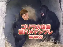 ゴリラの喧嘩顔ハメテンプレwww