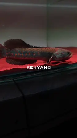 slowmo x channa