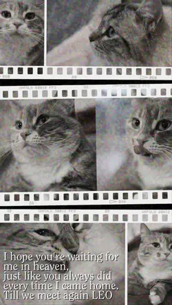 cat loss