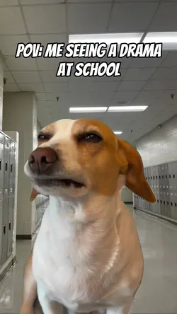 suspicious dog