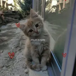 Los gatitos  🐱💞