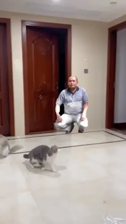 Bermain sama kucing