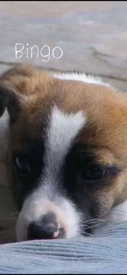 Dog