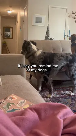 My puppies