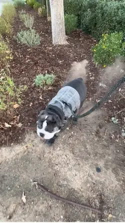 English Bulldog