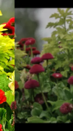 Floral garden