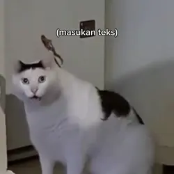 meme