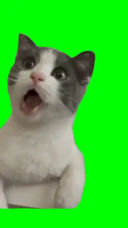 shocked cat meme