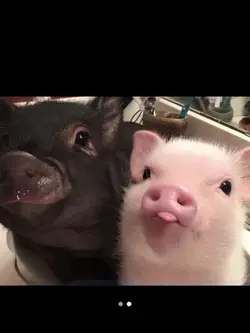 duo babi/two pig