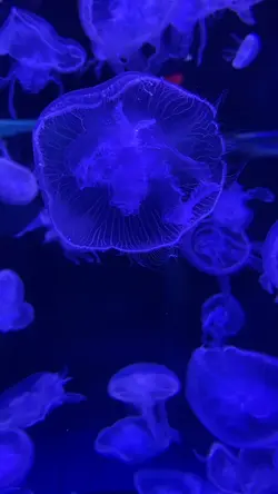 Aquarium Date 🐳