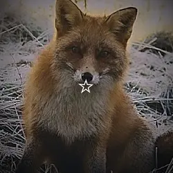 Foxcore>>