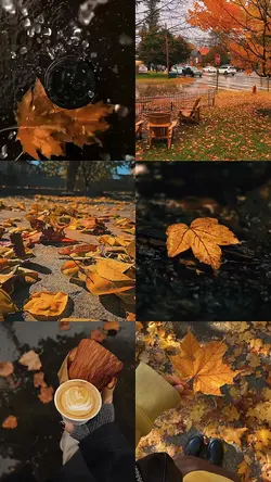 Autumn leaves