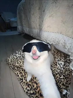 foto animada