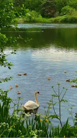 Nature templat
