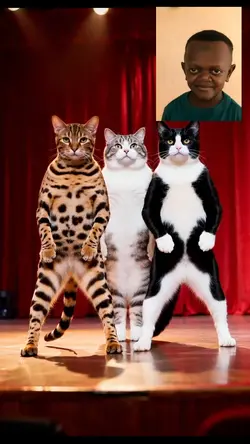 dancing cat