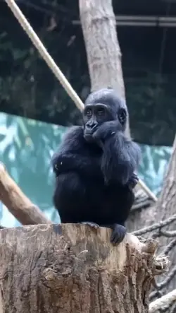 tolong saya guru