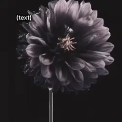 dying flowers