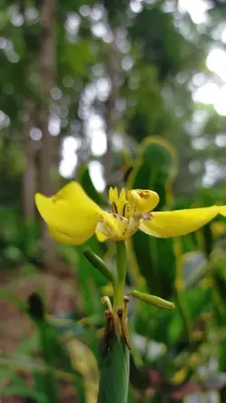 Bunga terindah