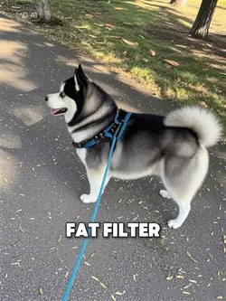 I2v pet fat filter 