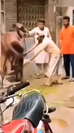 Ditendang Sapi