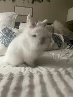 Love my Bunny 
