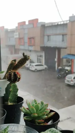 Rain