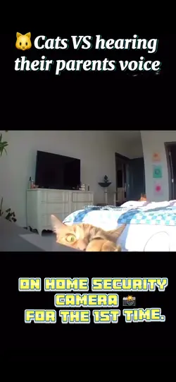 Cats Vs Cam