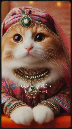 janaan cat version 