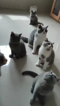 bermain dengan kucin