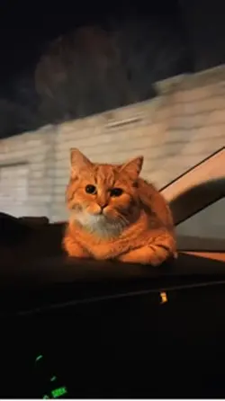 Yeni şablon