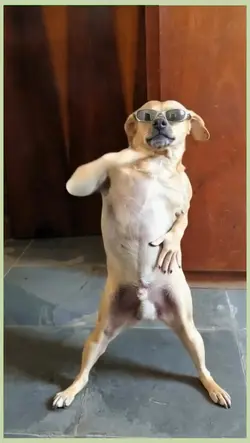 Trending dancing dog