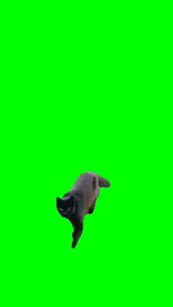 Cat Running