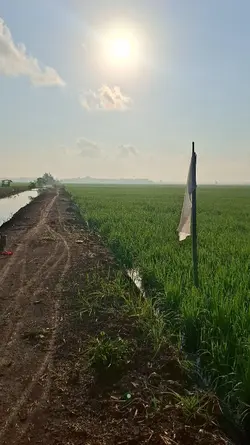hamparan sawah