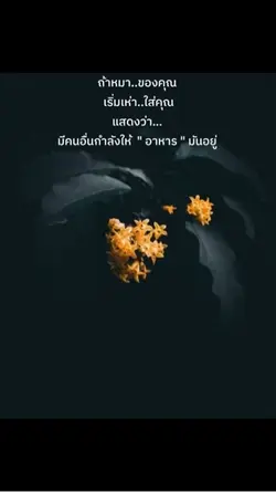 ถ้าหมาของคุณเริ่มเห่าใส่คุณ